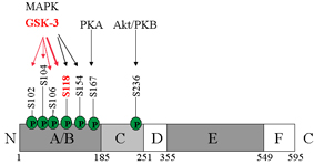 Estrogen Receptor Alpha And Beta