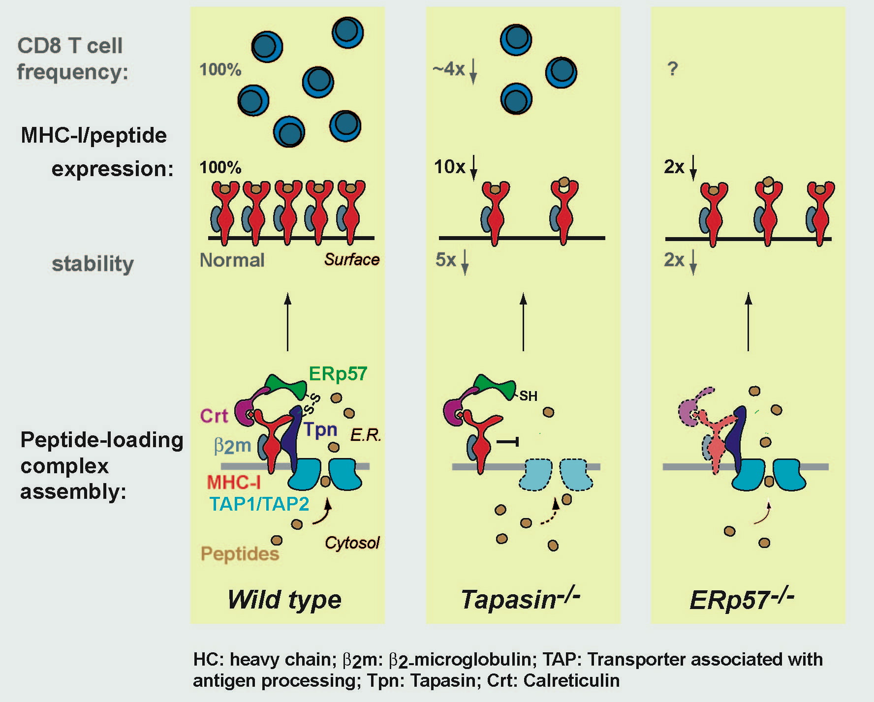 of antigen presentation in