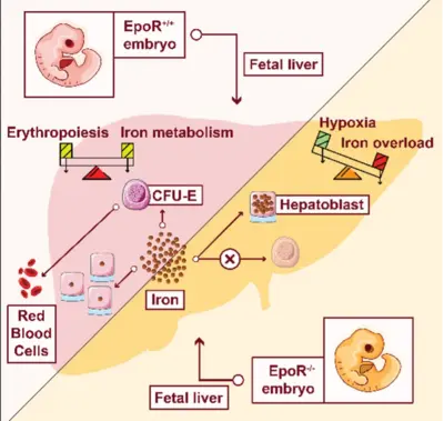 Bridging from the single cell to the cell population – Learning from mechanisms controlling erythropoietin (Epo)-induced cellular responses and erythroleukemia.
