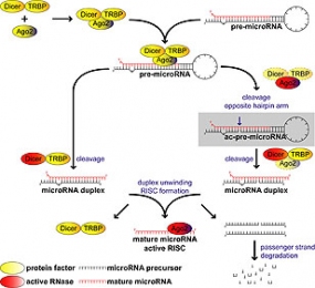 Projects: Molecular RNA Biology & Cancer - microRNA Processing & Regulation