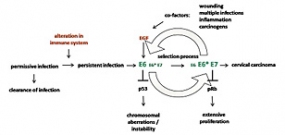 Model of HPV-induced carcinogenesis