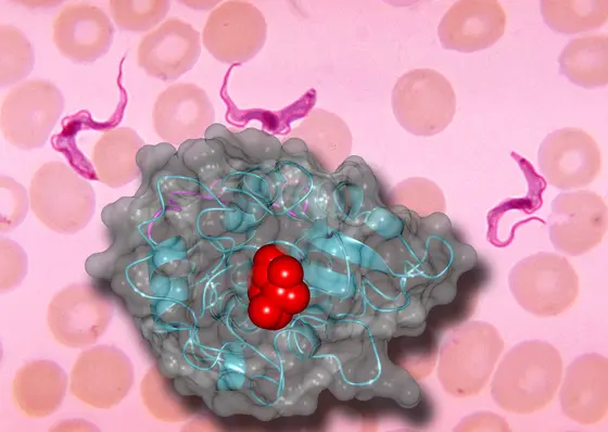 Modell eines Oberflächenantigens (VSG) von Trypanosoma brucei, rot dargestellt sind die Zuckerbindestellen.