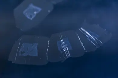 The image features several translucent sections of a laboratory sample, arranged in a semi-overlapping pattern. The samples appear to have faint markings or structures on them, suggesting they are used for scientific analysis related to immunology and cell biology.