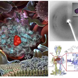 Left: Images of the African trypanosome replicating in the blood, its surface coat shown at the bottom as it switches from one VSG to the other. Right top: protein crystal and diffraction pattern. Right bottom: Structure of VSGsur bound to the anti-trypanosome drug suramin.