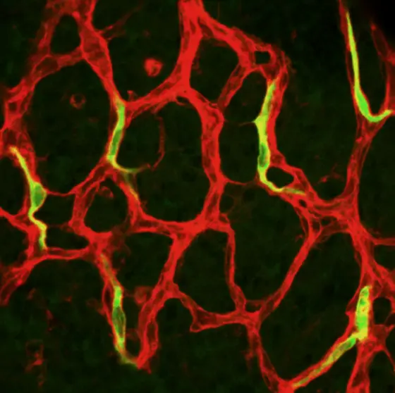 Individual endothelial cells (green) express the Tie1 "orphan receptor" in the maturing retinal vascular bed (red) of growing mice.