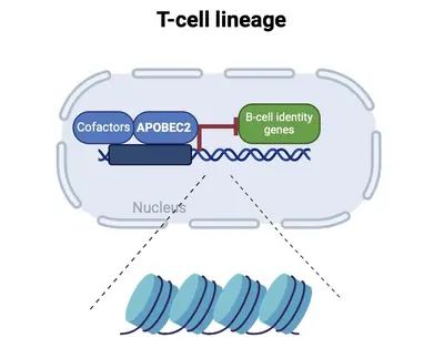 Schematic of the function of APOBEC2 in the lymphoid lineage as discovered in our research team.