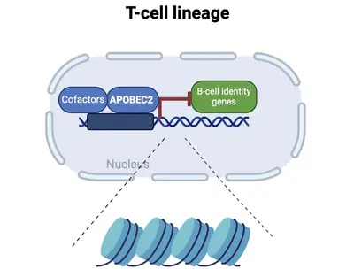 Schematic of the function of APOBEC2 in the lymphoid lineage as discovered by our research team.