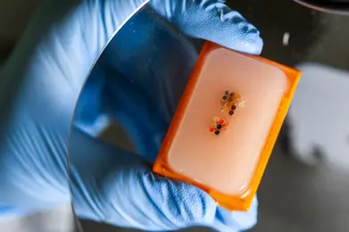 A gloved hand holds a small, orange container filled with a translucent gel. Embedded in the gel are several colorful, tiny particles. The background is blurred, focusing attention on the container and its contents.
