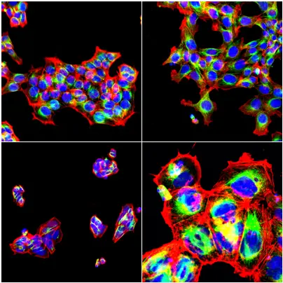 Automated microscopy documents changes in cells after treatment with a test substance