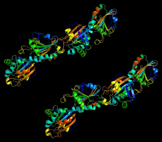 Ein computergeneriertes Modell zeigt die Struktur einer zellulären Peroxidase.