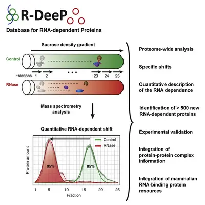 R-DeeP is a database for RNA-dependent proteins. It illustrates a sucrose density gradient analysis showing shifts in control versus RNase samples, including mass spectrometry data. The image highlights the identification of over 500 new RNA-dependent proteins and their experimental validation.