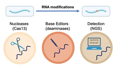 Schematic of our research in exploiting, inducing, and detecting RNA modifications.