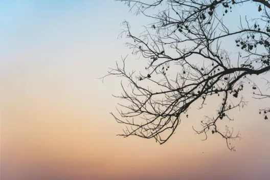 A silhouette of a bare tree branch extends into a gradient sky, transitioning from light blue to warm orange hues, suggesting a serene sunset. The scene evokes a sense of tranquility and nature’s beauty.