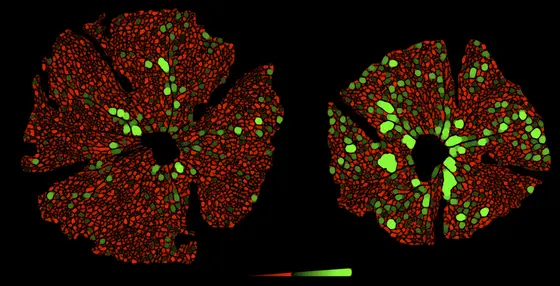 In mice, blood vessels postnatally grow centrifugally into the retina. After blocking angiopoietin-2 (right), the retinal vascular network exhibits more gaps (green, >40µm) and retina growth is slowed down.