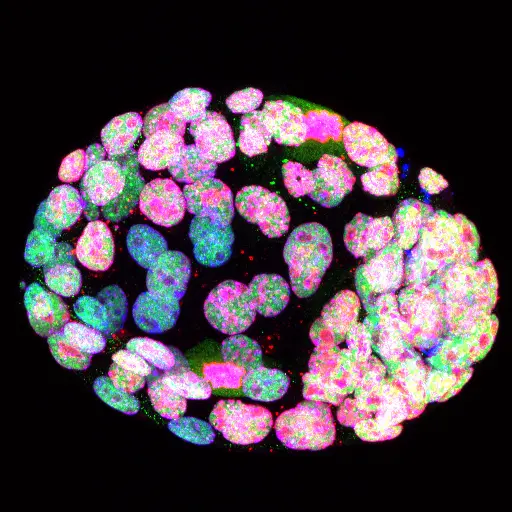 Dormant mouse blastocyst