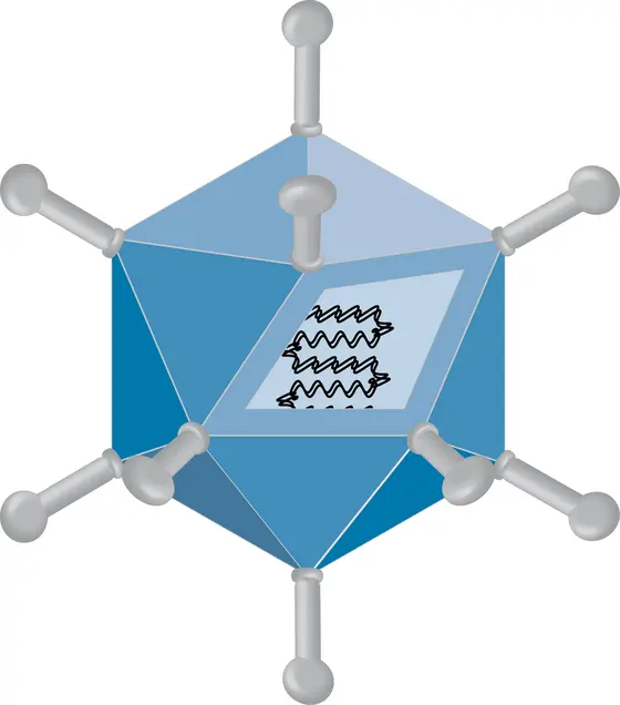 Schematic representation of an adenovirus.