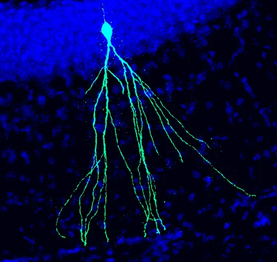 Neu entstandenes Neuron in Gehirn einer Maus