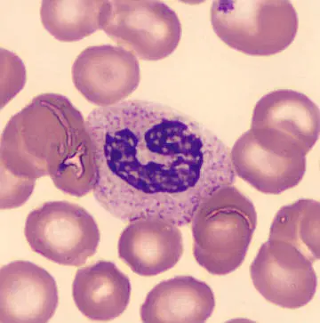 Light microscopic image of a neutrophil in a blood smear.