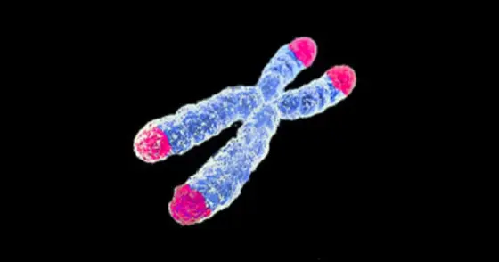 Intakte Telomere, die Endstrukturen der Chromosomen, sind Voraussetzung für die Unsterblichkeit von Tumorzellen