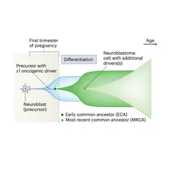 Computergestützte Rekonstruktion der Evolution von Neuroblastomen durch Genomsequenzierung (Schema adaptiert aus G. Caravagna, Mathematical modeling of neuroblastoma associates evolutionary patterns with outcomes, Nat. Genet. 2023).