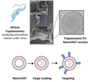 Schematic of the production and application of NanoVAST.