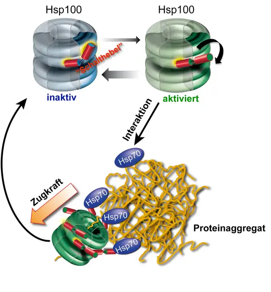 Mechanismus der Proteinaggregatauflösung durch Hsp70/Hsp100 Kooperation. Das ringförmige Hsp100 liegt in zwei Strukturzuständen vor, einem inaktiven und einem aktivierten Zustand. Ein molekularer Schalthebel hält das Hsp100-Chaperon im inaktiven Zustand. Durch Interaktion mit Hsp70 wird die Stellung des Schalters verändert und das Hsp100-Chaperon aktiviert. In diesem Zustand kann es Proteinstränge aus dem Aggregat herausziehen. Die Aktvierung von Hsp100 ist nicht von Dauer, so dass das Chaperon nach der Aggregatauflösung wieder in den inaktiven Zustand zurückfällt.