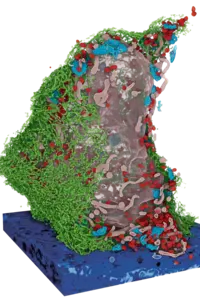 3D rendering of a cell structure, showing vibrant colors representing various cellular components. Green filaments represent the cytoskeleton, while clusters of red and blue signify different molecules within the cell. The base is a textured blue platform, emphasizing the cell's three-dimensional aspect.