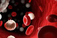 3D illustration of red and white blood cells in a blood vessel.