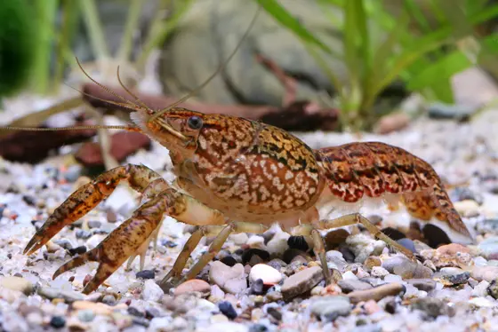 The marbled crayfish is a very humble lab colleague: With a size of just about 10 cm, they will be happy in a medium sized water basin. Some fish food, a bit of gravel and something to hide under is all they need.