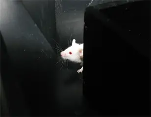 Mouse in labyrinth