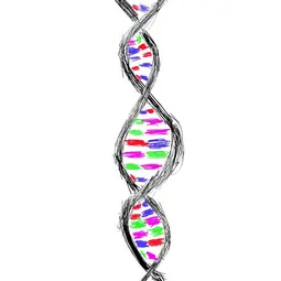 Hand-drawn picture of DNA