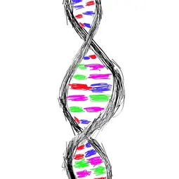 Hand-drawn picture of DNA