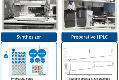 Peptide Synthesis