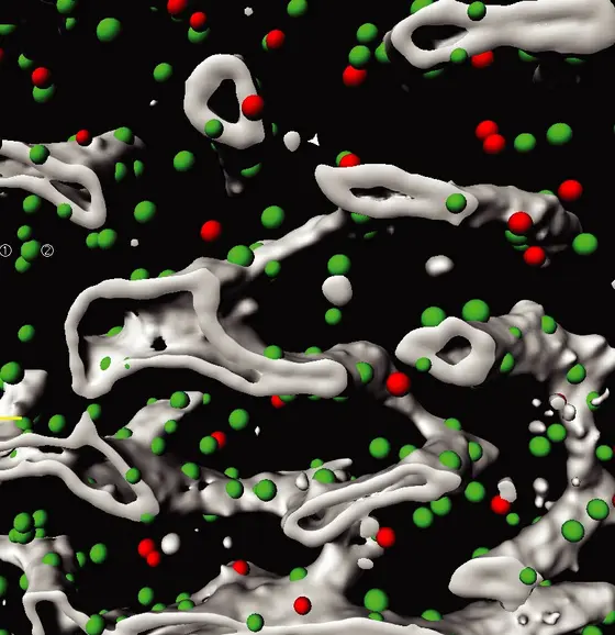 Three dimensional segmentation of a bone marrow region. Different niche cells (green and red dots) and blood vessels (grey) are highlighted.