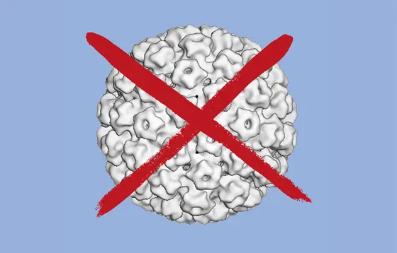 How can we eradicate HPV-related tumors?