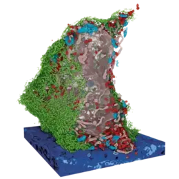 Research Topic Immunology, Infection and Cancer  3D representation of a virus-infected cell, showcasing intricate details. The cell is depicted in shades of green, with red and blue structures representing proteins and other components. This imagery illustrates the complexities of cellular interaction with viruses, emphasizing advancements in cancer biology research.