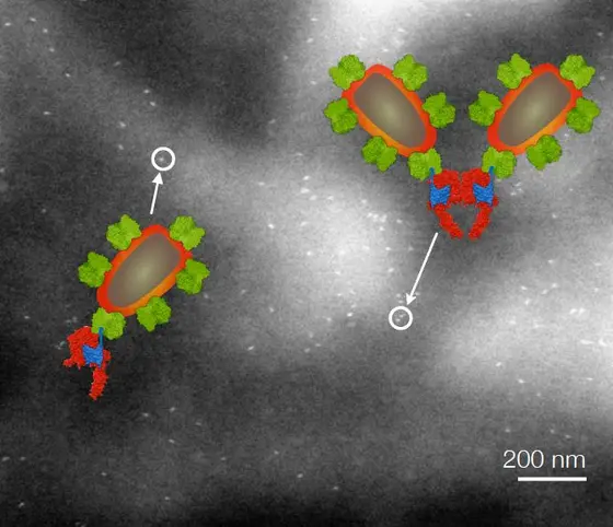 Die Auflösung der Liquid STEM Mikroskopie ermöglicht es, Einzelmoleküle und Dimere der HER2-Rezeptoren zu unterscheiden.