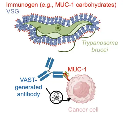 Schematic of how T. brucei is used to develop a novel and versatile platform to elicit antibodies against specific immunogens.