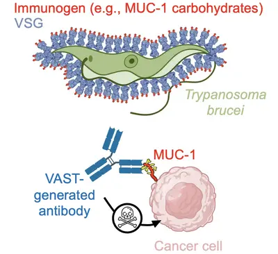 Schematic of the how T. brucei is used to develop a novel and versatile platform to elicit antobodies against specific immunogens. 