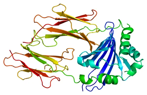 Den Humanen Leukozytenantigen-Molekülen (HLA) fällt eine Schlüsselrolle bei der Erkennung von Tumorzellen durch das Immunsystem zu.