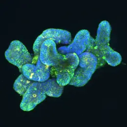 Research Topic Functional and Structural Genomics A vibrant cluster of cellular structures is displayed, showcasing various shades of blue and green. The shapes are irregular and organic, resembling intertwined forms, with bright spots indicating activity or processes within the cells. The background is dark, emphasizing the glowing colors of the structure.