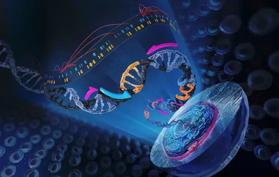 Using single-cell analyses, researchers from DKFZ and EMBL systematically searched for correlations between individual genetic variants in induced pluripotent stem cells to discover genes that underlie complex and rare genetic diseases.