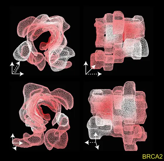 The three-dimensional tumor model shows in which areas the copy number of the gene BRCA2 is changed in the CRC tumor. The researchers found a high gene copy number in the inner tumor area (dark red), while the copy number in some outer areas was barely increased (light red) or remained unchanged (white).