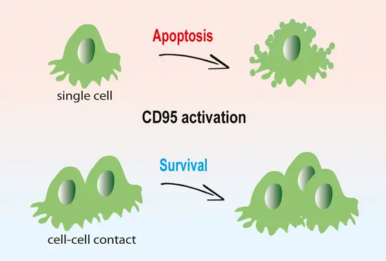 In isolierten Krebszellen führt CD95-Aktivierung zur Apoptose (oben). Für Krebszellen in dreidimensionalen Gewebestrukturen ist das CD95-Signal dagegen ein Wachstumsimpuls.