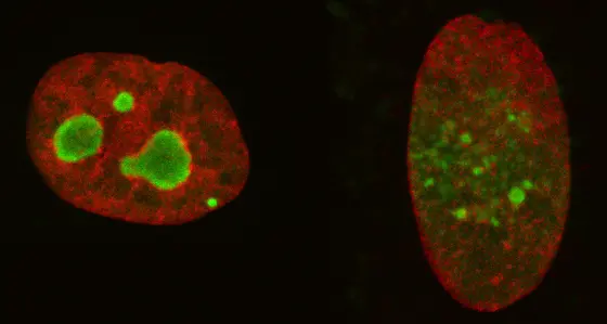 Lowering the level of aluRNA induces the dispersion of nucleolar compartments into smaller nucleolar domains, which are less efficient. Increasing the level of aluRNA forces fusion into larger and more active nucleolar domains.