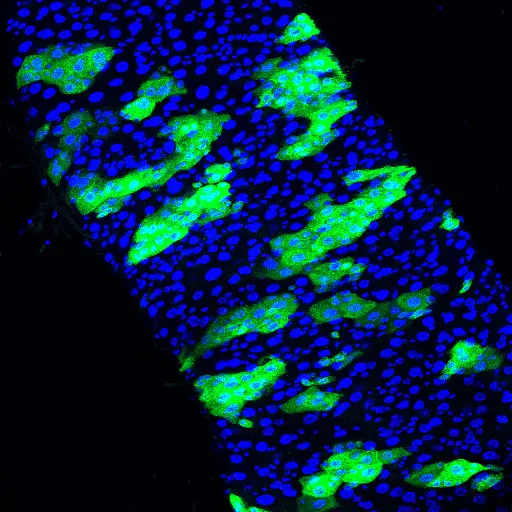 Abschnitt aus dem Darm einer Fruchtfliege: Die Stammzellen sind mit GFP grün markiert.