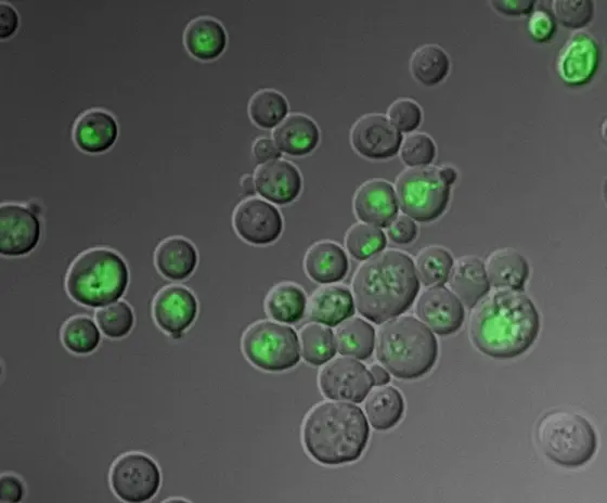 A biosensor tracks oxidized glutathione in the vacuole of yeast cells.