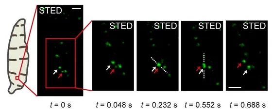 Ultraschnelle STED-Nanoskopie von EGFP-markierten Vesikeln im Neuron der lebenden Larve einer Drosophila melanogaster (Taufliege) mit 8 Millisekunden Zeitauflösung. Der rote Pfeil zeigt auf ein sich schnell bewegendes Vesikel (bis zu 1.8 µm/s), das ein anderes, ebenfalls mobiles Vesikel (weißer Pfeil) überholt. Skalenbalken: 1 µm.