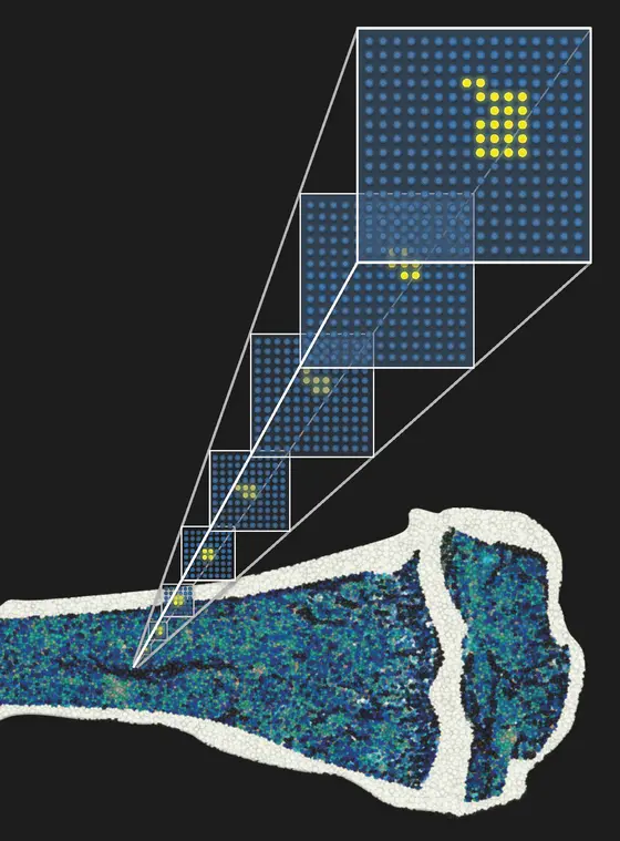 Blood stem cells in the bone marrow have been labeled with a fluorescent marker protein. The distribution of fluorescent daughter cells can be used to create a mathematical model of blood formation, which can provide new insights into the behavior of stem cells.