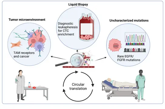 Graphical abstract circular translation